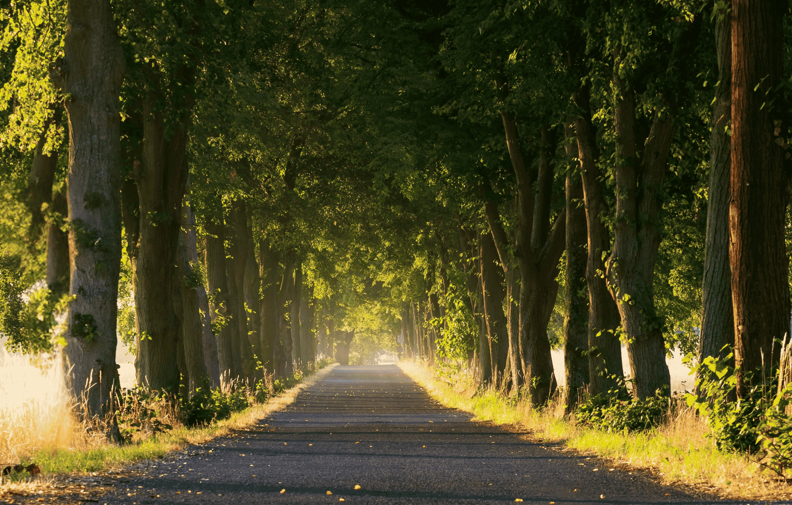 Brandenburg Allee_Foto_Olof Ulbricht_Pixabay (1) Foto einer baumgesäumten Brandenburger Allee